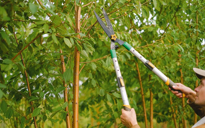 Tree trimming in Comptche, CA