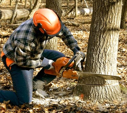 Tree Removal in Comptche, CA